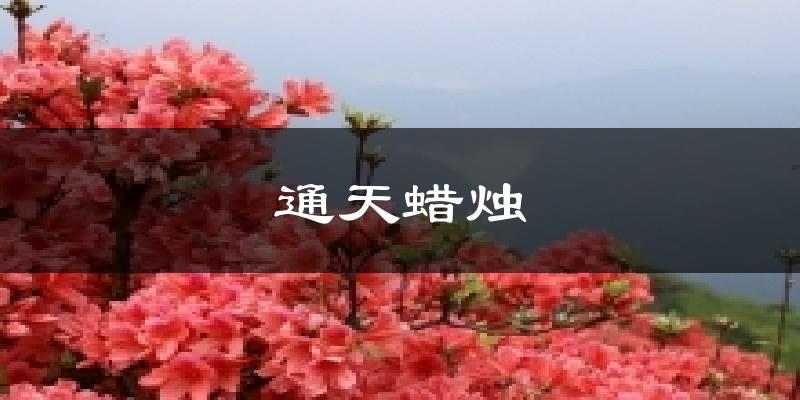 通天蜡烛天气预报十五天