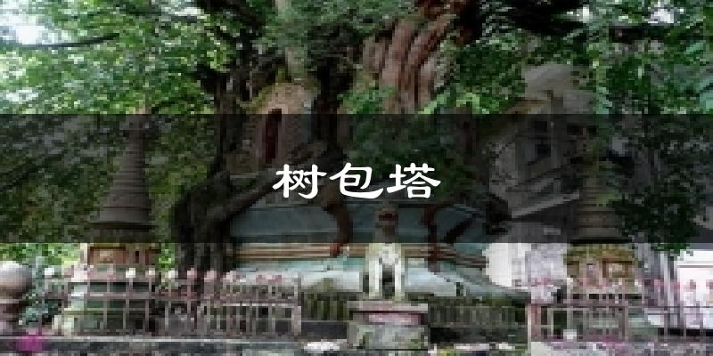 树包塔天气预报十五天